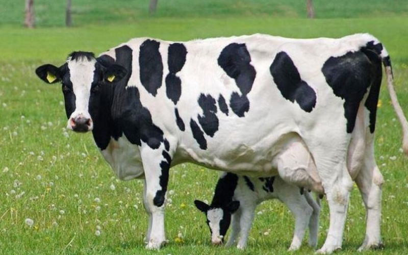 শিংবিহীন গরু।