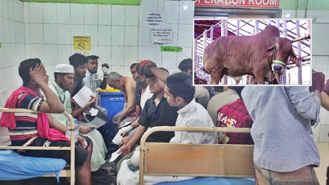 cow-20250607154435.jpg