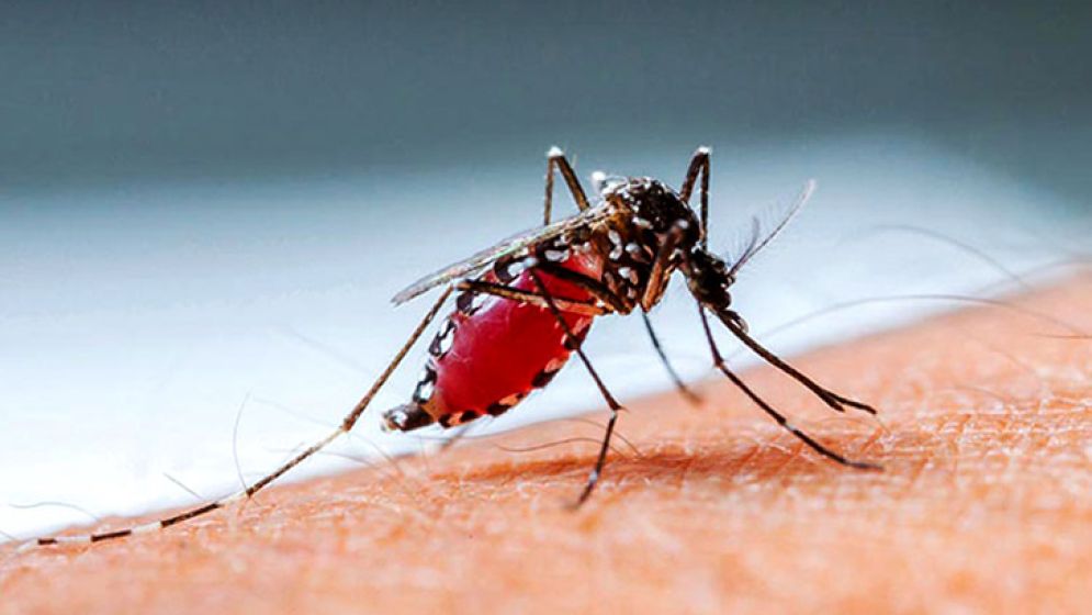 একদিনে ডেঙ্গুতে আরও ৬ জনের মৃত্যু