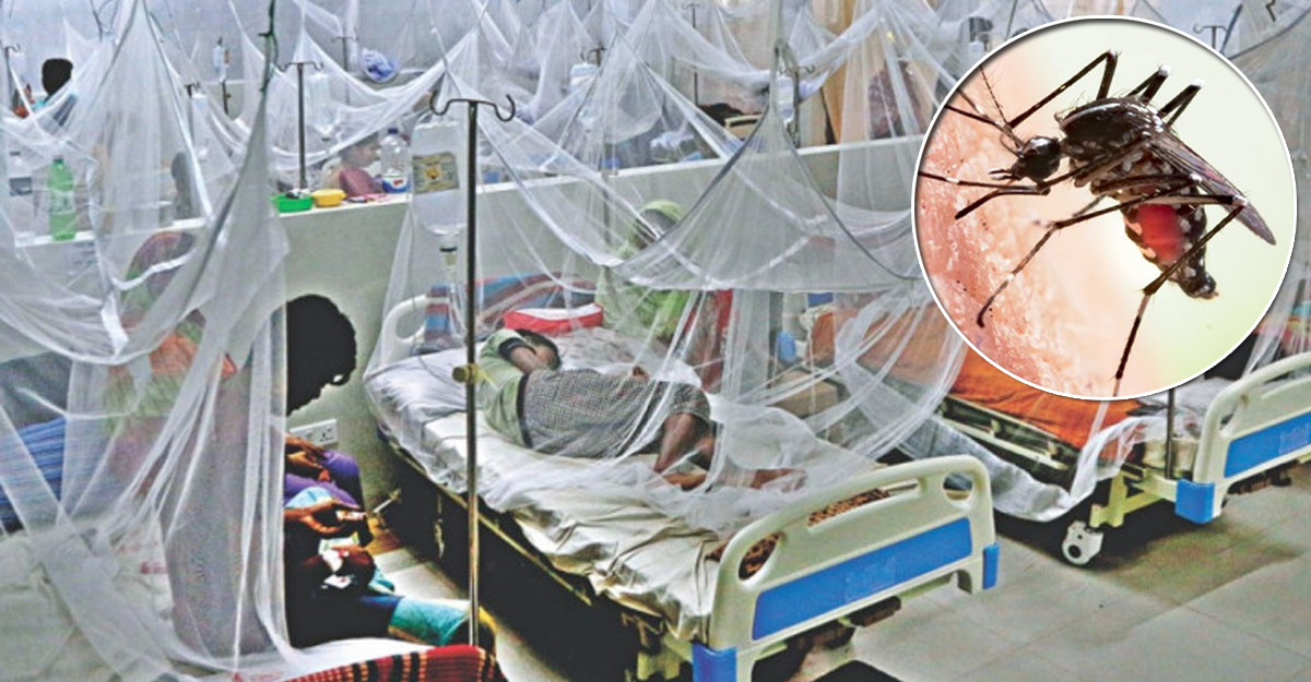 ডেঙ্গু.jpg